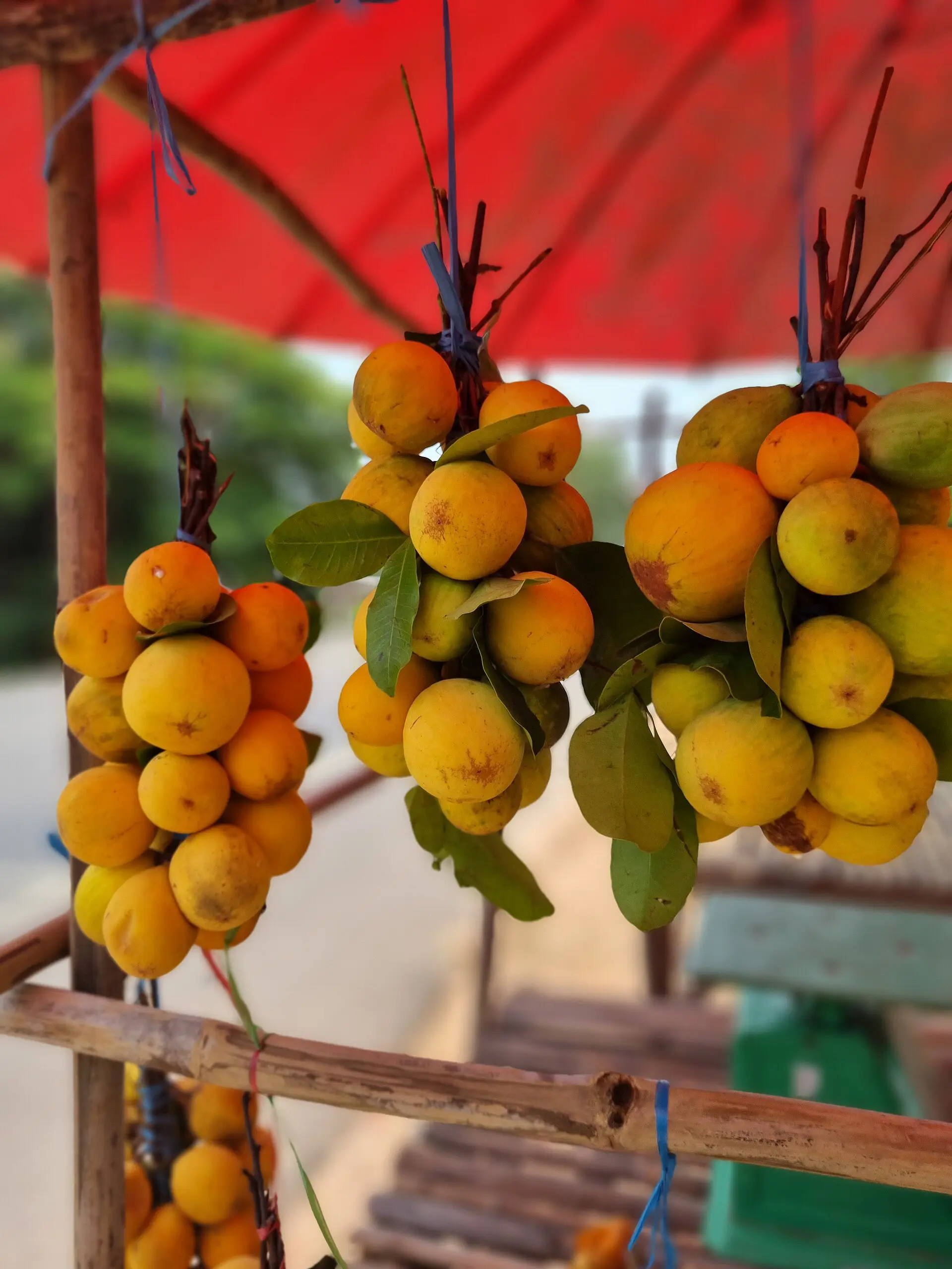 ลูกหยีนราธิวาส